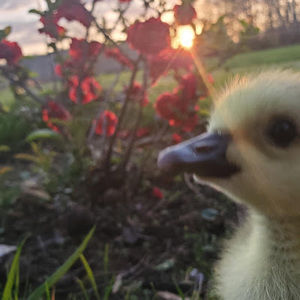 Meet your Posher, Tonita